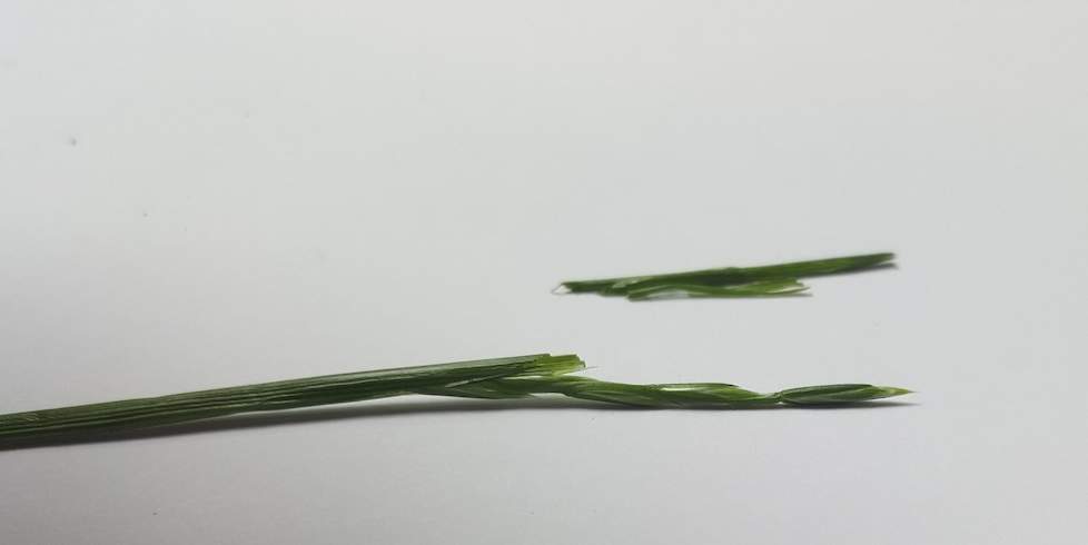 Grasplant met aarvorming ná verwijderen schudblad