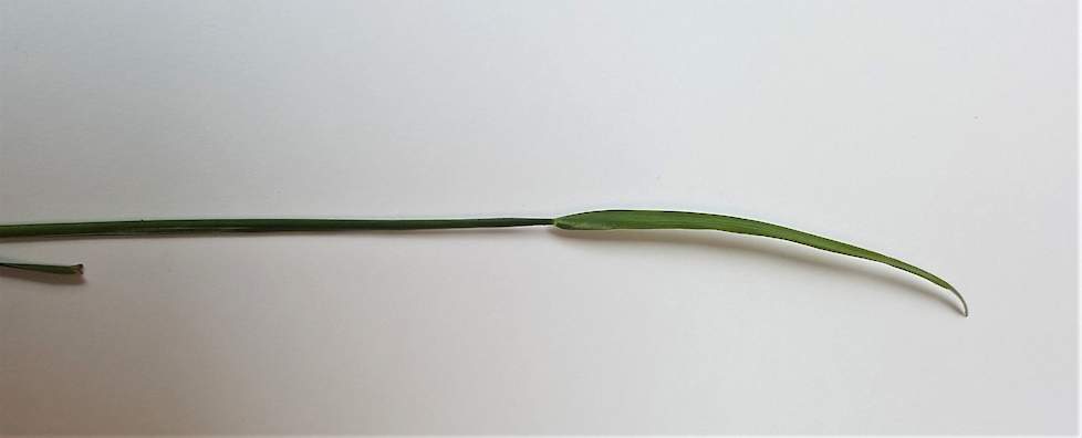 Grasplant met aarvorming vóór verwijderen schudblad