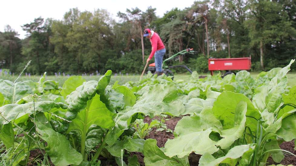 De opkomst van de voederbieten is dit jaar niet best. Dat heeft niet alleen te maken met het koude voorjaar, maar ook met vreterij. Hoogstwaarschijnlijk is dit het gevolg van het verbod op neonicotinoïden, waardoor de zaadcoating dit jaar voor het eerst a