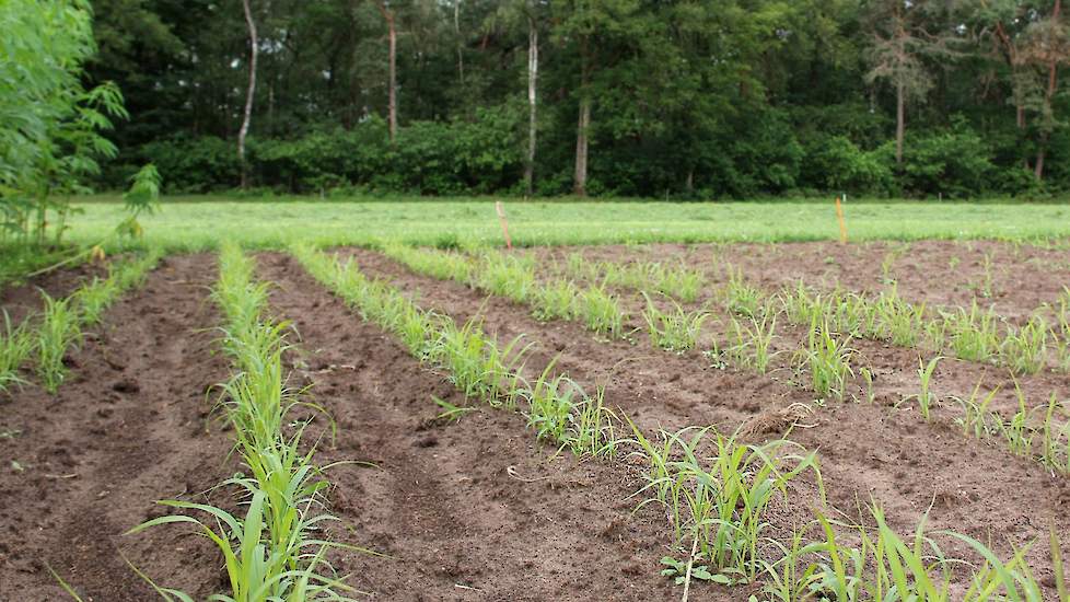 Als er een gewas is dat in de toekomst doorbreekt, mede met het oog op de ontwikkeling van kringlooplandbouw, dan is het sorghum. Door het koude voorjaar staat het energie- én eiwitrijke gewas er flets bij maar dat kan snel verbeteren gaandeweg de zomer.