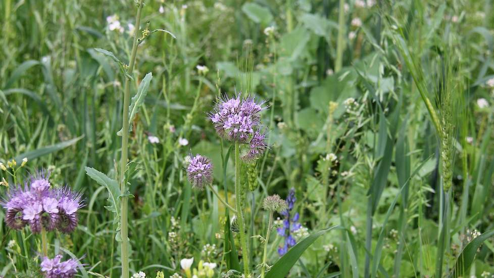 Het toekomstige GLB-toeslagenbeleid van de Europese Unie zal er op gericht zijn de biodiversiteit te vergroten. Dat kan door een deel van het grasland met gras/kruiden mengsels te zaaien of door akkerrandenmengsels toe te passen. De kans is groot dat de E