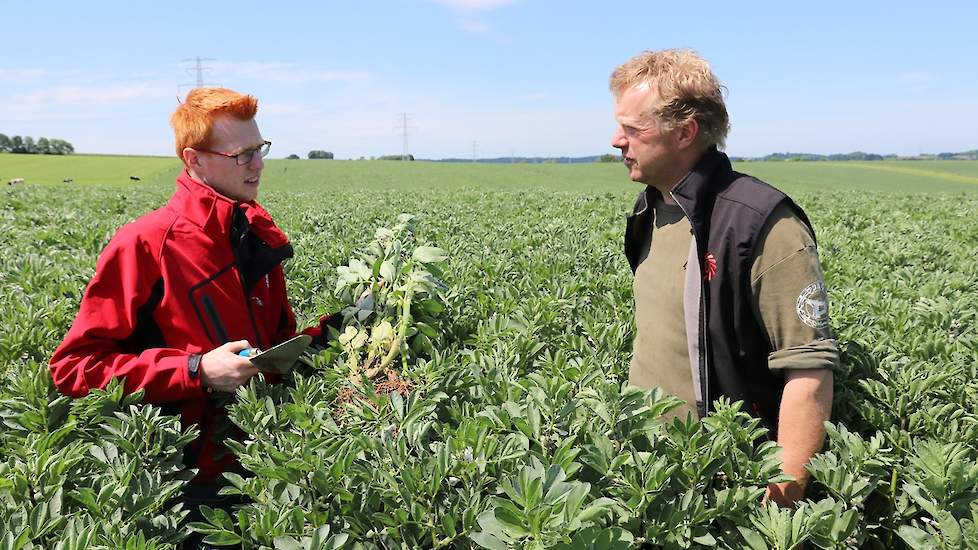 De bedoeling is de bonen gemalen in te kuilen en er jaarrond 2 kg per dag van te voeren. Maurice is erg benieuwd naar de voederwaarde en voerervaringen, die we later ook op deze website zullen delen.