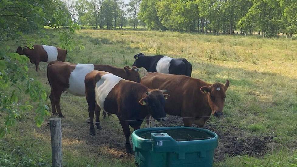 Ronald Hilverts, zegt maar één ding bij deze foto van Lakenvelders op Twitter: #geenhittestress