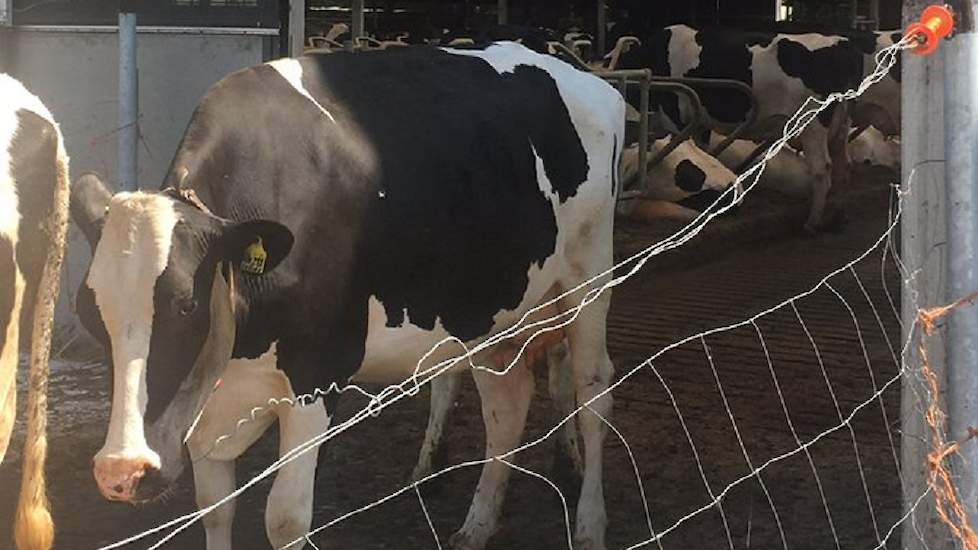 Bij Tineke Ruijter hebben de koeien het ook aangenaam: ,,#Geenhittestress door afdak te bieden. Door de serrestal, waait een lekker fris windje."