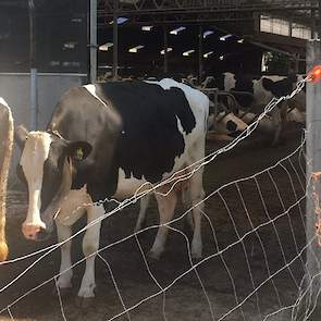 Bij Tineke Ruijter hebben de koeien het ook aangenaam: ,,#Geenhittestress door afdak te bieden. Door de serrestal, waait een lekker fris windje."