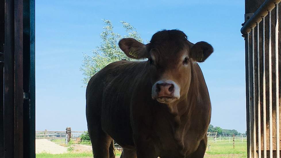 Het Twitteraccount @Koeiemorgen deelt een foto van Nimfrieke, modelkoe van het Limousin ras van Kees Hietberg. ,,#Geenhittestress, lekker in de schaduw, heb vrije keuze binnen of buiten."