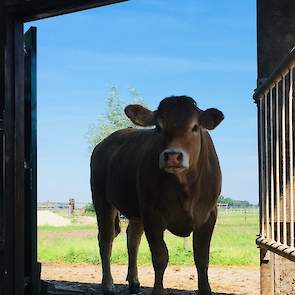 Het Twitteraccount @Koeiemorgen deelt een foto van Nimfrieke, modelkoe van het Limousin ras van Kees Hietberg. ,,#Geenhittestress, lekker in de schaduw, heb vrije keuze binnen of buiten."