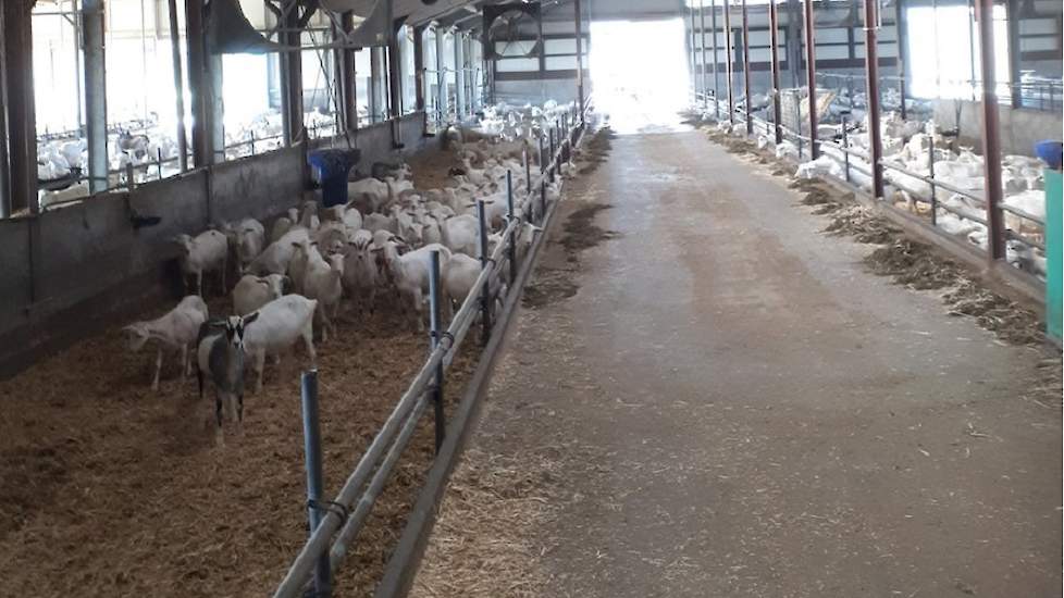 Ook de geiten bij José Veelers houden het hoofd koel. ,,Wat zijn de geiten blij met de ventilatoren. Staan allemaal in de luchtverplaatsing Nog #geenhittestress", schrijft zij op Twitter.