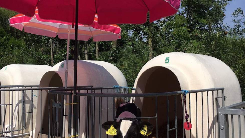 Melanie van Vliet geeft haar kalfjes extra beschutting met een parasol. ,,Beetje aangenamer maken. #Geenhittestress. Gelukkig maar één buiten momenteel.