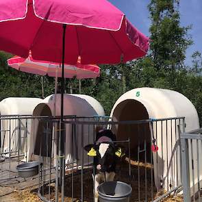 Melanie van Vliet geeft haar kalfjes extra beschutting met een parasol. ,,Beetje aangenamer maken. #Geenhittestress. Gelukkig maar één buiten momenteel.