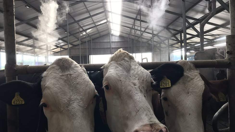 Anke Klein Lebbink hoopt dat het aangenaam blijft in de stal deze week. Het dak is geïsoleerd en ventilatoren en vernevelaars moeten er voor zorgen dat er geen hittestress ontstaat.