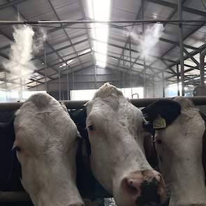 Anke Klein Lebbink hoopt dat het aangenaam blijft in de stal deze week. Het dak is geïsoleerd en ventilatoren en vernevelaars moeten er voor zorgen dat er geen hittestress ontstaat.