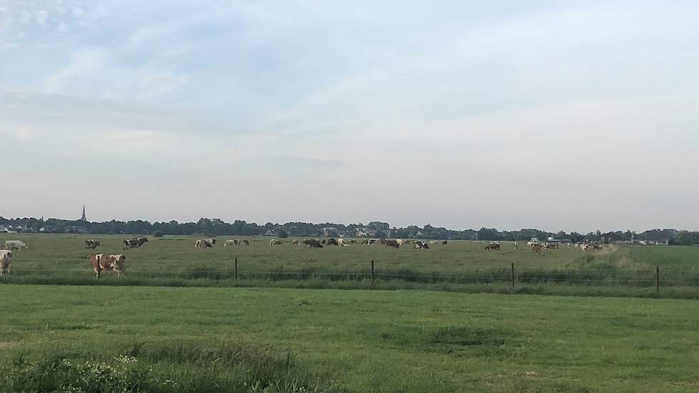 Floris Venema laat via Twitter weten dat zijn koeien een tropenrooster hebben. ,,Koeien vandaag extra vroeg naar buiten. Buikje rond eten en dan een eigen keus of ze met dit warme weer binnen komen of buiten blijven. Vannacht ook weer naar buiten in lekke