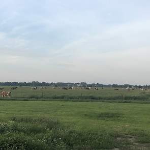 Floris Venema laat via Twitter weten dat zijn koeien een tropenrooster hebben. ,,Koeien vandaag extra vroeg naar buiten. Buikje rond eten en dan een eigen keus of ze met dit warme weer binnen komen of buiten blijven. Vannacht ook weer naar buiten in lekke