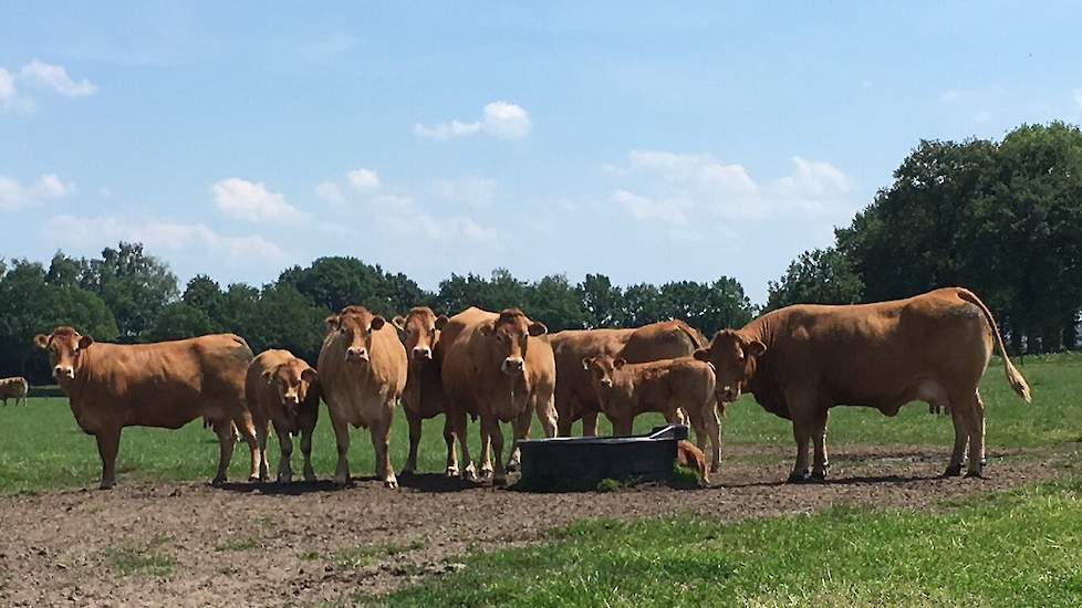 Dierenarts Bernd Hietberg deelt deze foto van Limousin-koeien in de wei. ,,Lekker chillen rond de grote waterbak in de wei. #Geenhittestress #limousin #vrijekeuze koe...stal of weide.