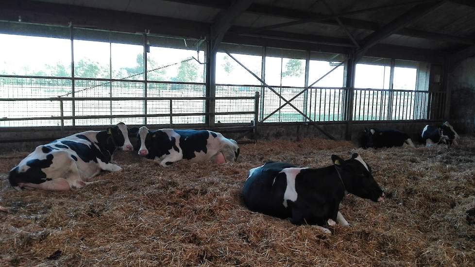 Annemieke Schinkel laat zien dat de droge koeien mooi uitrusten in de koele stal. ,,Lekker ruim, licht, droog. #geenhittestress", schrijft zij op Twitter.