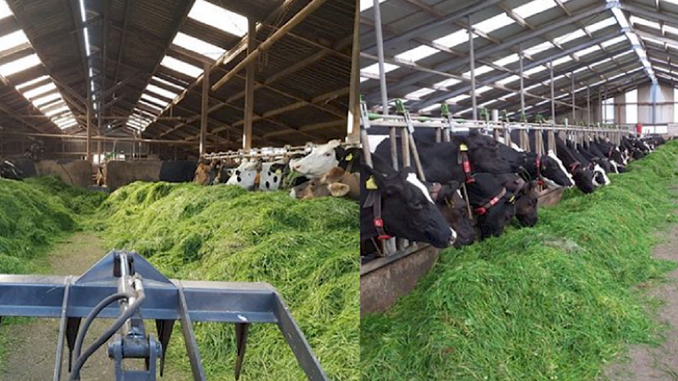 De koeien van melkveebedrijf Baneman (links) en melkveebedrijf Duivenvlugt zitten onder de ventilatoren aan het 'saladebuffet'.