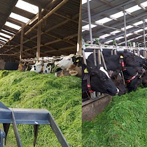 De koeien van melkveebedrijf Baneman (links) en melkveebedrijf Duivenvlugt zitten onder de ventilatoren aan het 'saladebuffet'.