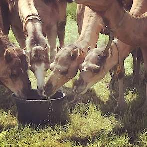 ,,Zelfs onze kamelen hebben het warm!", schrijft kamelenmelkster Dorieke Goodijk op Facebook en Istagram