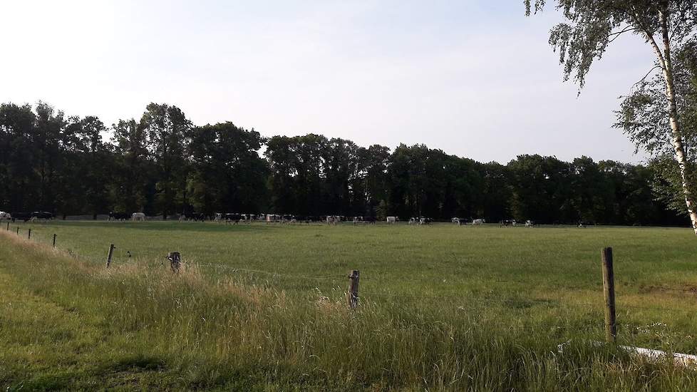 ,,Met deze temperaturen is het overdag in  de stal lekker koel en 's nachts in de weide ook lekker genieten #tropenrooster #geenhittestress", schrijft Martin Oldenhof op Twitter.