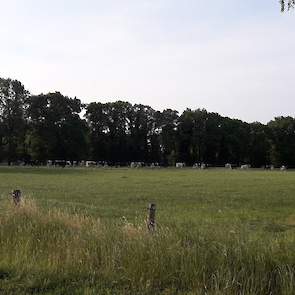 ,,Met deze temperaturen is het overdag in  de stal lekker koel en 's nachts in de weide ook lekker genieten #tropenrooster #geenhittestress", schrijft Martin Oldenhof op Twitter.