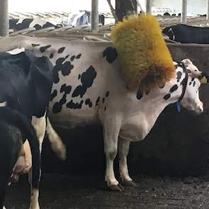 De koeien van Peter Kragt genieten in de koele stal van de koeborstel.