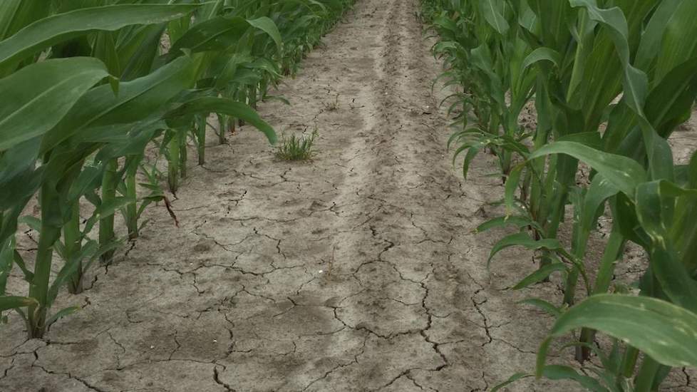 Door de warme, droge dagen zijn er scheuren in de bovenste laag ontstaan. Bos is er wel blij mee. „Door de grote hoeveelheden water die soms in een keer viel, slempte de grond dicht. Nu kan er weer zuurstof bij komen. Ik heb zelfs overwogen om de schoffel