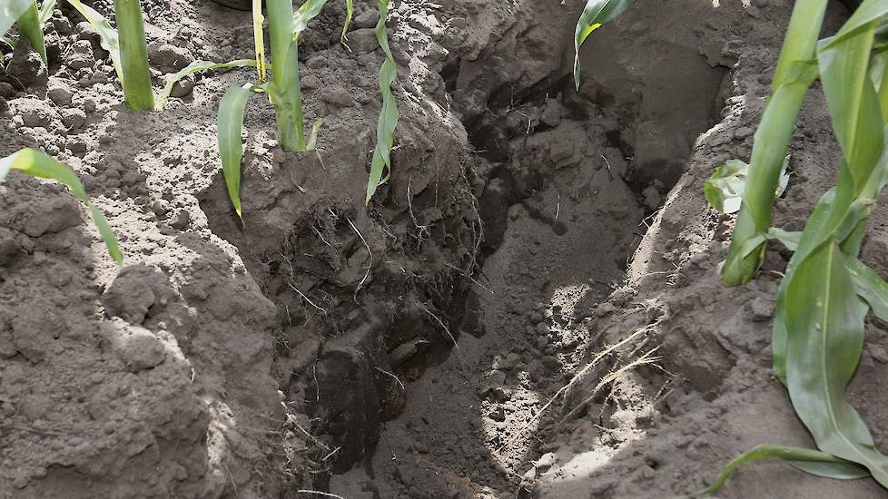 Een ander mogelijk risico van drijfmesttoediening in de rij is zoutschade. Bij juiste toepassing van drijfmest rijenbemesting treedt dit verschijnsel niet op. Deze foto toont een gezonde maïsplant met een goed ontwikkeld wortelstelsel.