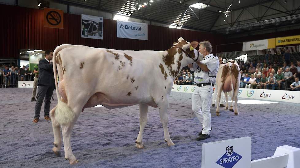 Ze werd gevolgd door de zeer, grote, lange en wat smalle Giessen Cecibell 10 van Theo van Vliet uit Nieuwlande. De Durango-dochter scoorde met haar ondiepe, vaste uier.