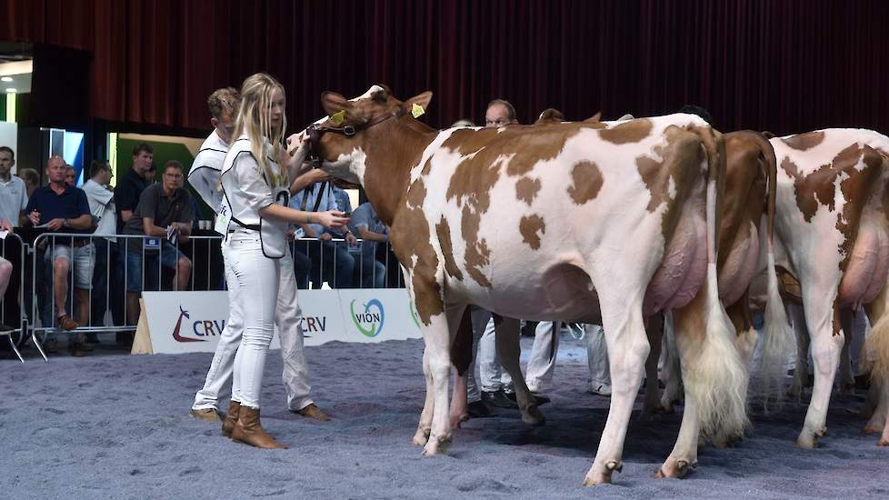 De tweede vaarzenrubriek bij de roodbonten werd aangevoerd  door Drouner DH Aiko 1445 van de familie Albring uit Drouwenermond. De Pat-Red-dochter vertegenwoordigde onlangs Nederland op het EK, waar ze een prachtige tweede plaats in haar rubriek opeiste.