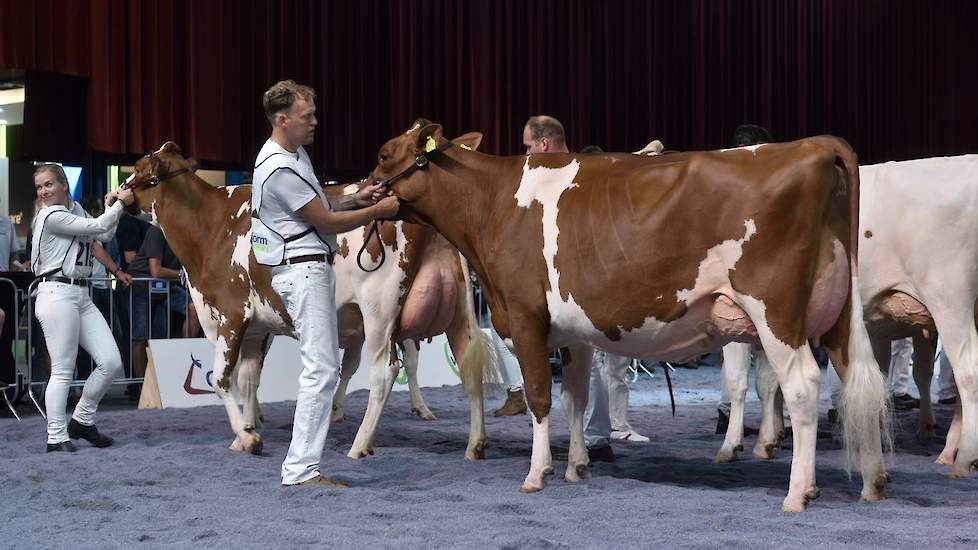 De iets rijpe, diepgeribde, ruim en open gebouwde Bons-Holsteins Aaltje 146 (v. Absolute-Red) van de familie Bons uit Ottoland legde beslag op de derde plaats.