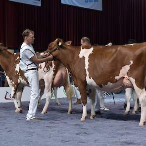 De iets rijpe, diepgeribde, ruim en open gebouwde Bons-Holsteins Aaltje 146 (v. Absolute-Red) van de familie Bons uit Ottoland legde beslag op de derde plaats.