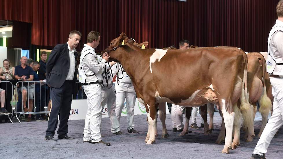 De tweede plaats was voor Boukje 180 van NRM-debutant familie Visser uit Broeksterwoude. De Aram-dochter is goed gebouwd en heeft een mooie diepe middenhand.