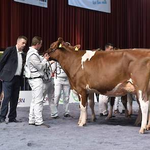 De tweede plaats was voor Boukje 180 van NRM-debutant familie Visser uit Broeksterwoude. De Aram-dochter is goed gebouwd en heeft een mooie diepe middenhand.