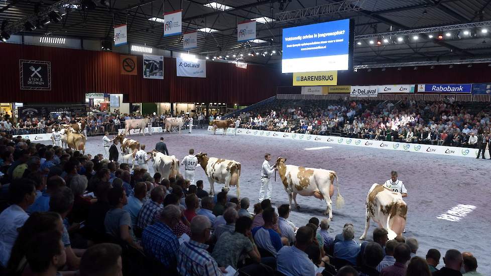 De tweede rubriek van de roodbonte middenklasse was fantastisch. Een parade van ruim gebouwde, zeer goed afgewerkte koeien. Functionaliteit en schoonheid ten top. Op de voorgrond regerend HHH-kampioene Heerenbrink Truus 4 die er prachtig voor stond en bet