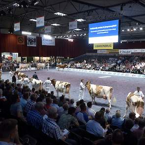 De tweede rubriek van de roodbonte middenklasse was fantastisch. Een parade van ruim gebouwde, zeer goed afgewerkte koeien. Functionaliteit en schoonheid ten top. Op de voorgrond regerend HHH-kampioene Heerenbrink Truus 4 die er prachtig voor stond en bet