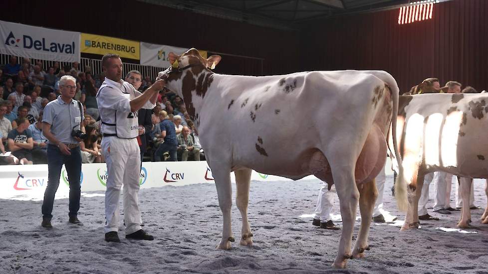 Op kop kwam Giessen Cecibel 8 van Theo van Vliet, een grote, lange, stijlvolle Pitbull-dochter.