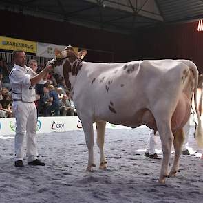 Op kop kwam Giessen Cecibel 8 van Theo van Vliet, een grote, lange, stijlvolle Pitbull-dochter.