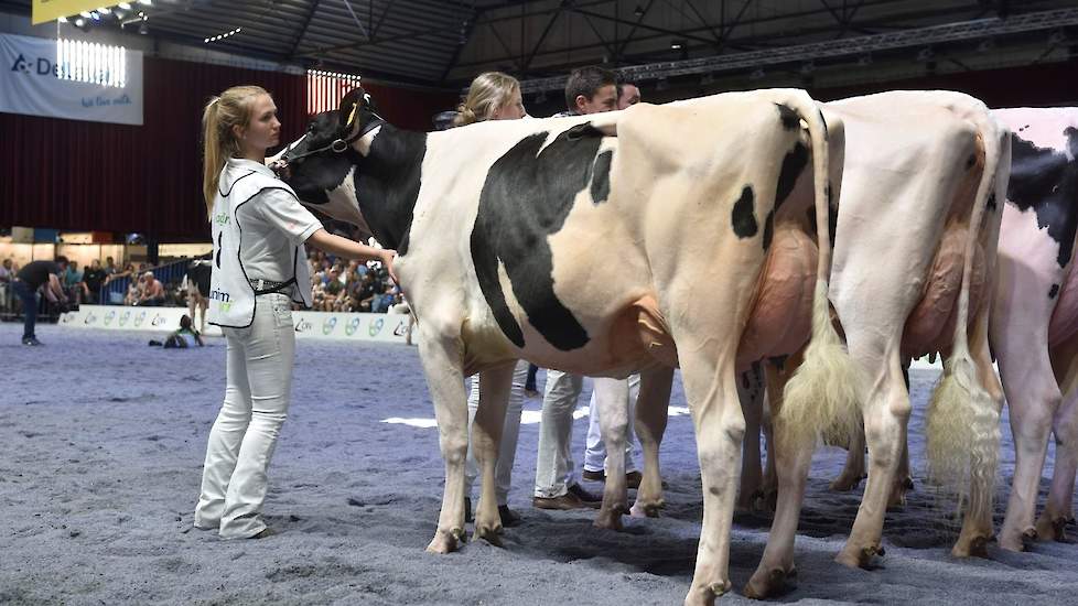 De jonge zwartbonten in de eerste rubriek kregen een sterk kopnummer met Peak Rubicon Fran, een in Groot-Brittannië gefokte dochter van Rubicon van de familie Hoekstra uit Oudkerk. De jeugdige, correct gebouwde vaars is prachtig in balans en bezit een uit