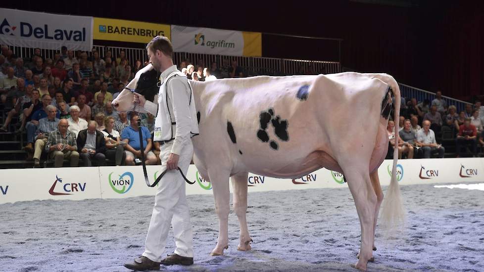 De tweede rubriek bij de zwartbonten kreeg in Bons-Holsteins Aaltje 149 van de combinatie Bons/Schouten haar aanvoerder. De ranke, jeugdige Gold Chip-dochter heeft droge, fijne botten en een vaste, ondiepe uier.