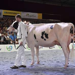 De tweede rubriek bij de zwartbonten kreeg in Bons-Holsteins Aaltje 149 van de combinatie Bons/Schouten haar aanvoerder. De ranke, jeugdige Gold Chip-dochter heeft droge, fijne botten en een vaste, ondiepe uier.