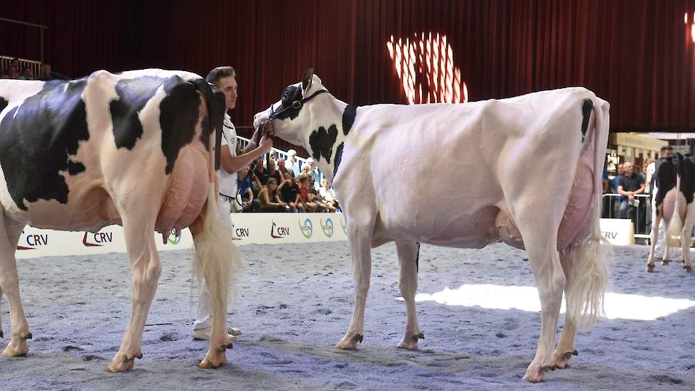 Ze werd gevolgd door een aantal goed gebouwde, mooitypische dieren, waarvan P.R. Darla, een Mogul-dochter van Schep Holsteins de voorstap kreeg. Ze heeft fijne, droge botten en een bijzonder hoog aangehechte achteruier.