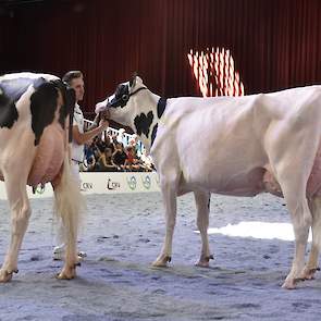 Ze werd gevolgd door een aantal goed gebouwde, mooitypische dieren, waarvan P.R. Darla, een Mogul-dochter van Schep Holsteins de voorstap kreeg. Ze heeft fijne, droge botten en een bijzonder hoog aangehechte achteruier.