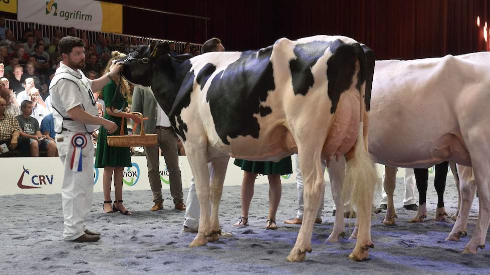 Giessen Cinderella 133, een Pepper-dochter van Van Vliet pakte de kop in de eerste rubriek van de zwartbonte middenklasse. Ze is groot en scherp en heeft een zeer goede uier.