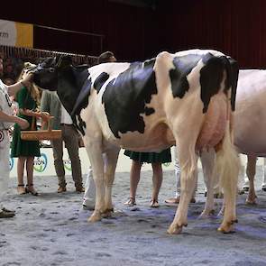 Giessen Cinderella 133, een Pepper-dochter van Van Vliet pakte de kop in de eerste rubriek van de zwartbonte middenklasse. Ze is groot en scherp en heeft een zeer goede uier.