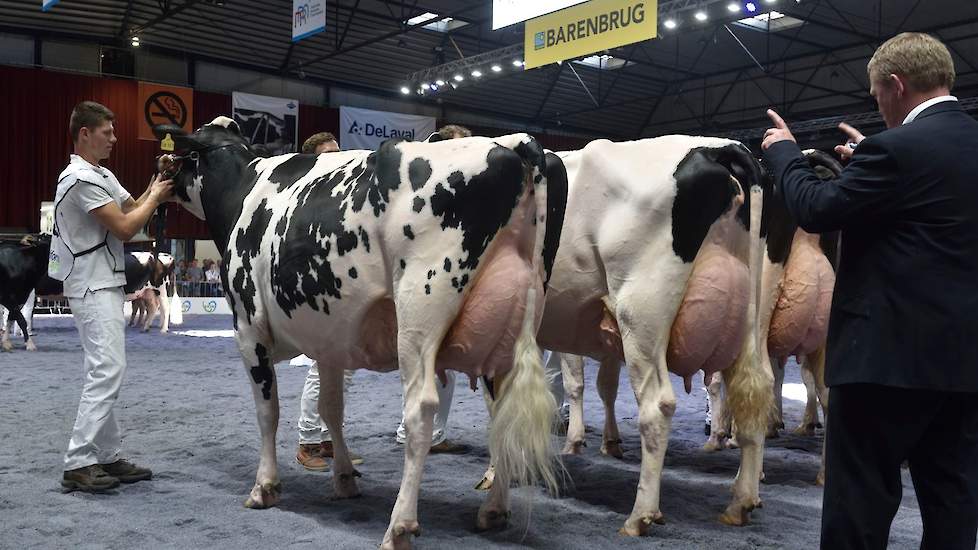 Indiana van Schep Holsteins stond aanvankelijk voor Par, maar moest haar bij het scheiden van de markt de voorstap laten. De Aftershock-dochter is uit heel ander hout gesneden met haar diepe voorhand en haar kracht.