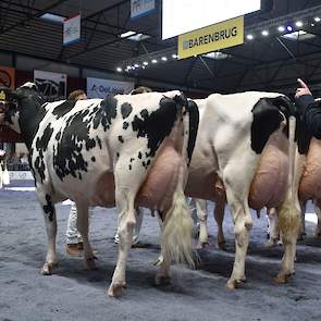 Indiana van Schep Holsteins stond aanvankelijk voor Par, maar moest haar bij het scheiden van de markt de voorstap laten. De Aftershock-dochter is uit heel ander hout gesneden met haar diepe voorhand en haar kracht.