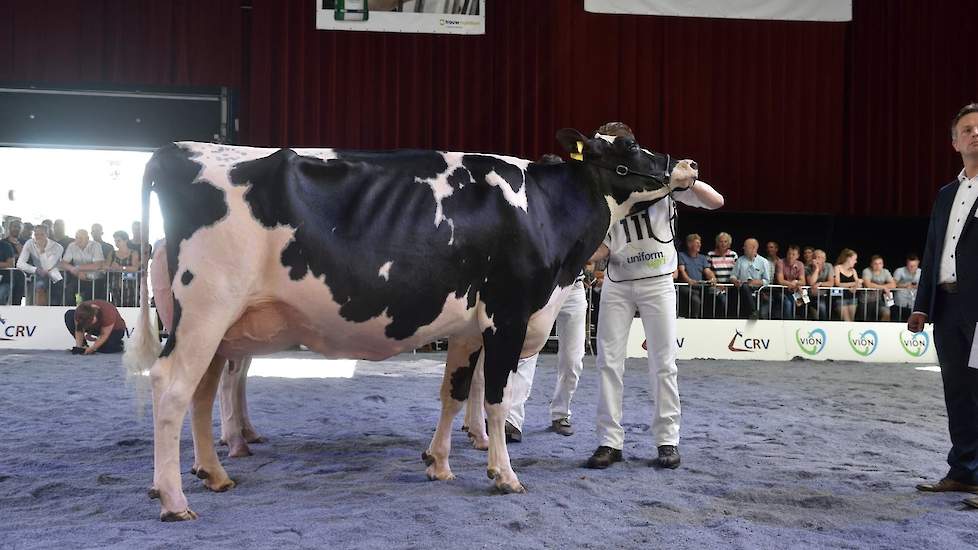 Tussen deze beide vedetten werd een plek ingeruimd voor deze Hennie 237, een prachtig uitgebalanceerde Aftershock-dochter van de familie De Jong uit Hoogblokland.