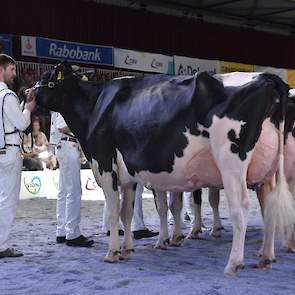 Bij de oude koeien ging het niveau zowel bij zwart- als roodbont nog eens omhoog naar een fantastisch niveau. Hier de kop van rubriek 8, de eerste zwartbonte seniorenrubriek. Voorop Bons-Holsteins Koba 219, de bekende Lauthority-dochter van de combinatie