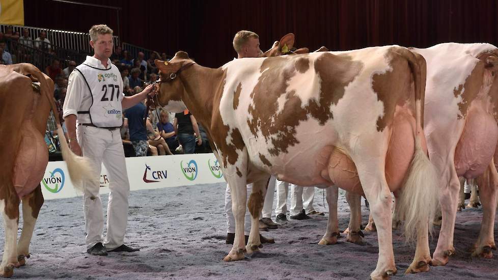 Op de tweede plaats Zeedieker Roseannna van Wijnker, de moeder van de 1B uit de voorgaande rubriek. Ook zij is groot en lang en toont iets meer melktype dan haar dochter.